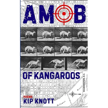 A Mob of Kangaroos