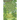 The Green Apple Tree