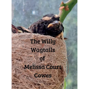 The Willy Wagtails of Melissa Court Cowes