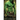 Her Orc Guardian