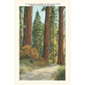 The Vintage Journal Sequoia National Park