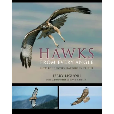 Hawks from Every Angle: How to Identify Raptors in Flight