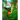 Birds and flowers pictures for adult painting