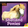 Shetland Ponies
