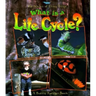 What Is a Life Cycle?