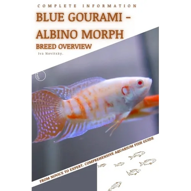 Blue Gourami - Albino Morph: From Novice to Expert. Comprehensive Aquarium Fish Guide