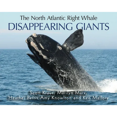 Disappearing Giants: The North Atlantic Right Whale