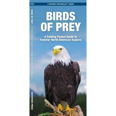 Birds of Prey: An Introduction to Familiar North American Species