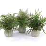 Potted Fern Plant in Grey Pot (Set of 3)