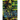 Ukiyo