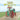Little Rumely Man