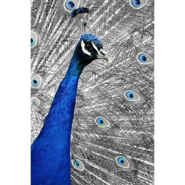 Blue Peacock: The Indian Peafowl or Blue Peafowl Is a Large and Brightly Colored Bird, Native to South Asia.