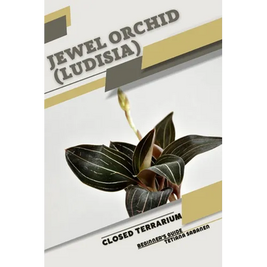 Jewel Orchid (Ludisia): Closed terrarium, Beginner's Guide