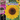 Grow Your Own Sunflowers