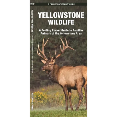 Yellowstone Wildlife: A Folding Pocket Guide to Familiar Animals of the Yellowstone Area
