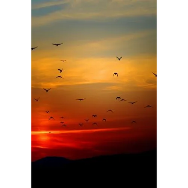 Sunset Flight: Beautiful