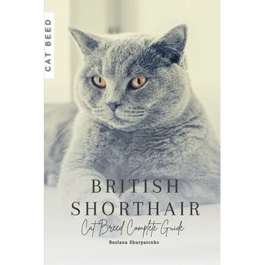 British Shorthair: Cat Breed Complete Guide