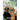 Animal City