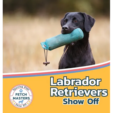 Labrador Retrievers Show Off