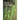 Fern Ecology