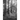Trees in Black & White: A Visual Tour