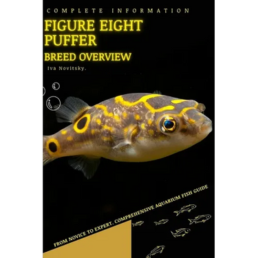 Figure eight puffer: From Novice to Expert. Comprehensive Aquarium Fish Guide