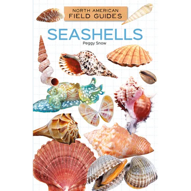 Seashells