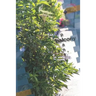 balcony plants
