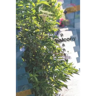 balcony plants
