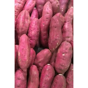 Sweet Potatoes: The Sweet Potato Is a Dicotyledonous Plant That Belongs to the Bindweed or Morning Glory Family, Convolvulaceae. Its L