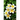 The Frangipani Blossom