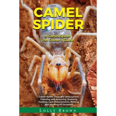 Camel Spider: A Camel Spider Pet Owner's Guide