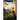 Splendor of Dawn