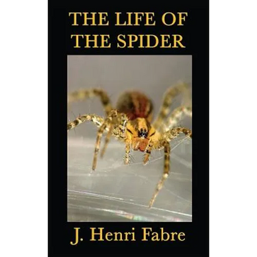 The Life of the Spider