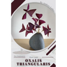 Oxalis triangularis: Plant Guide