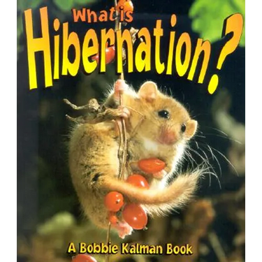 What is Hibernation?