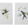 Tabletop Encyclopedia Hummingbird Print (Set of 4)