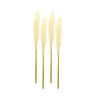 Cream Pampas Gass Stem (Set of 4)
