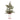 Mini Pine Tree with Ceramic Pot (Set of 2)