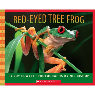 Red-Eyed Tree Frog