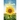 Address Book Sunflower