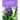 Crop Pollination by Bees, Volume 1: Evolution, Ecology, Conservation, and Management