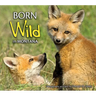 Born Wild in Montana