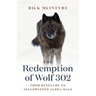 The Redemption of Wolf 302: From Renegade to Yellowstone Alpha Male