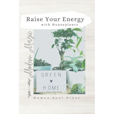 Raise Your Energy with House Plants