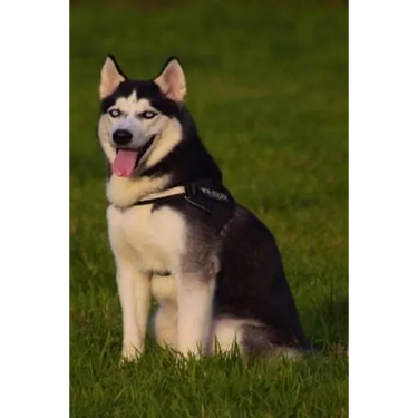 Husky: This Is a General Name for a Sled-Type of Dog Used in Northern Regions, Differentiated from Other Sled-Dog Types by Th