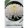 Chrysanthemum: Plant Guide