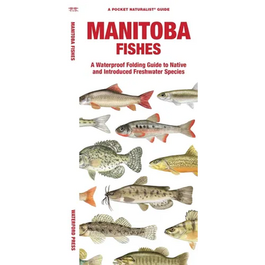 Manitoba Fishes: A Folding Guide to Native and Introduced Freshwater Species