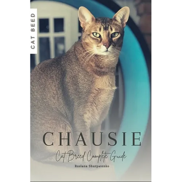 Chausie: Cat Breed Complete Guide