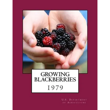 Growing Blackberries